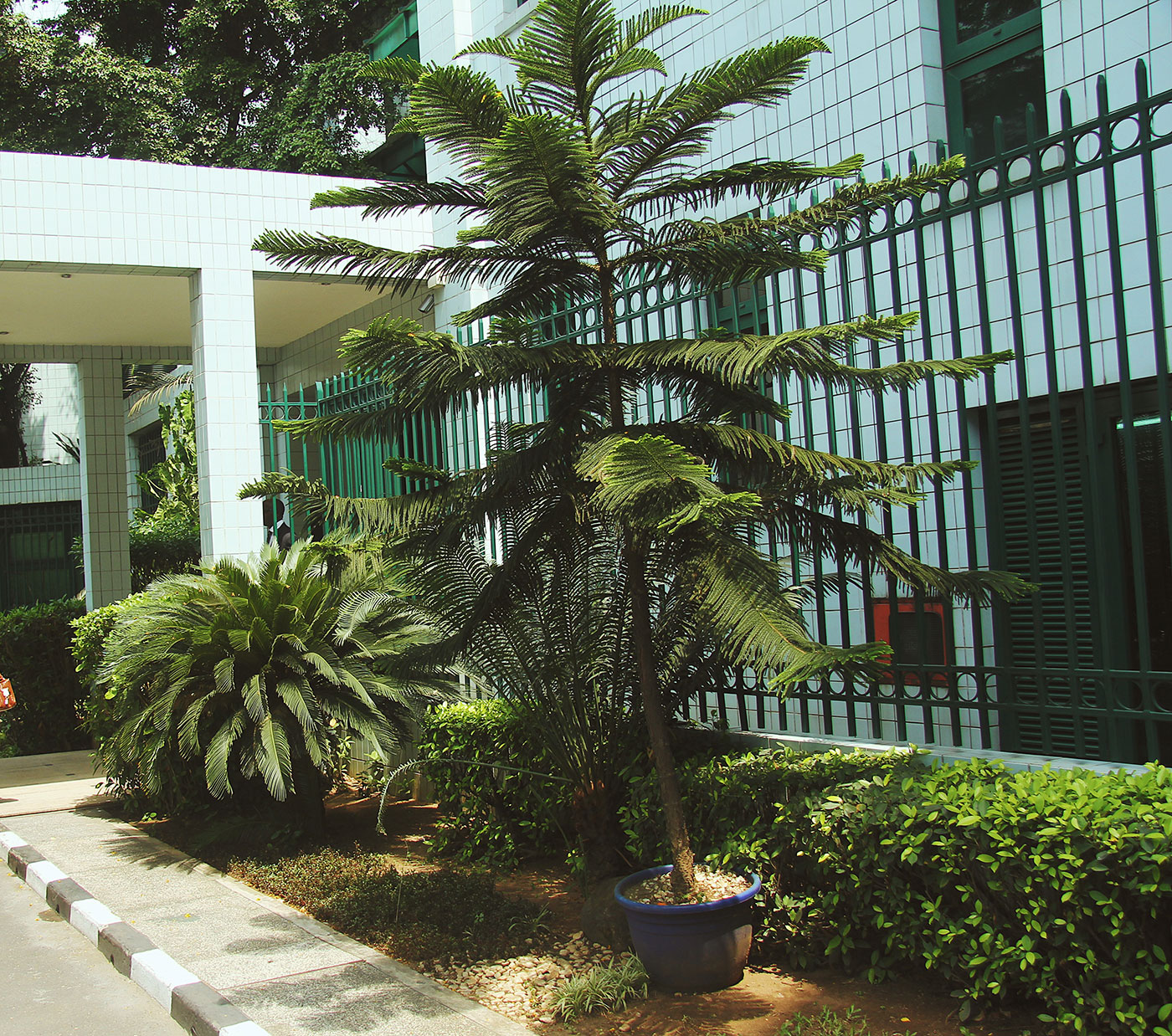 Arabella Commercial Landscape Company